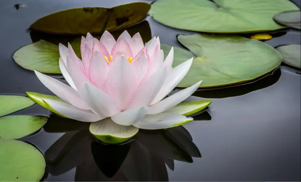 hogar 14 Flores de loto