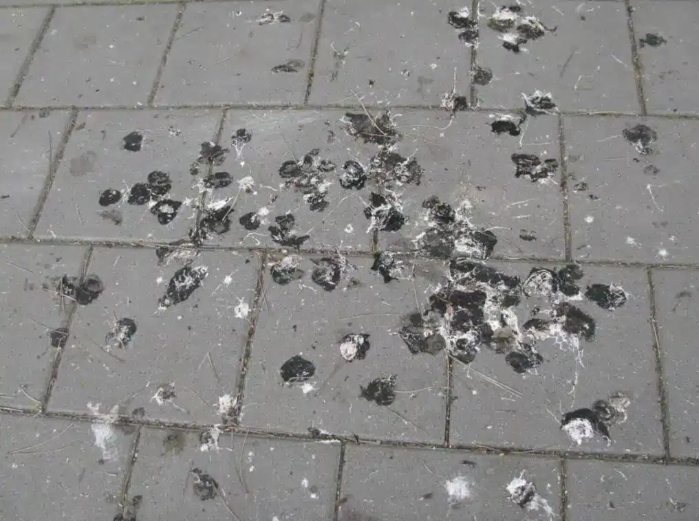 What Diseases are in Bird Droppings