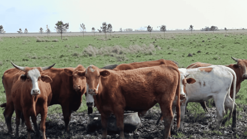 El bovino Criollo se consolida como una estrategia ganadera clave 1 bovino criollo