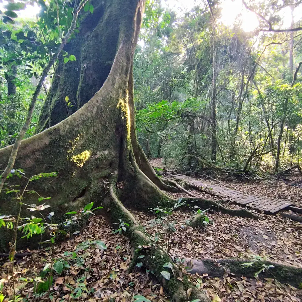 Kibale Forest National Park