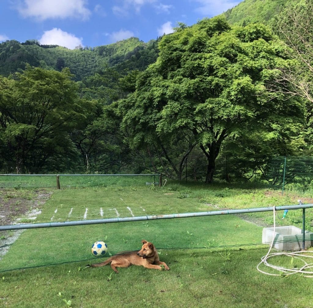 いぬ キャンプ場 犬 オートキャンプ 森林浴 熊野古道 小辺路