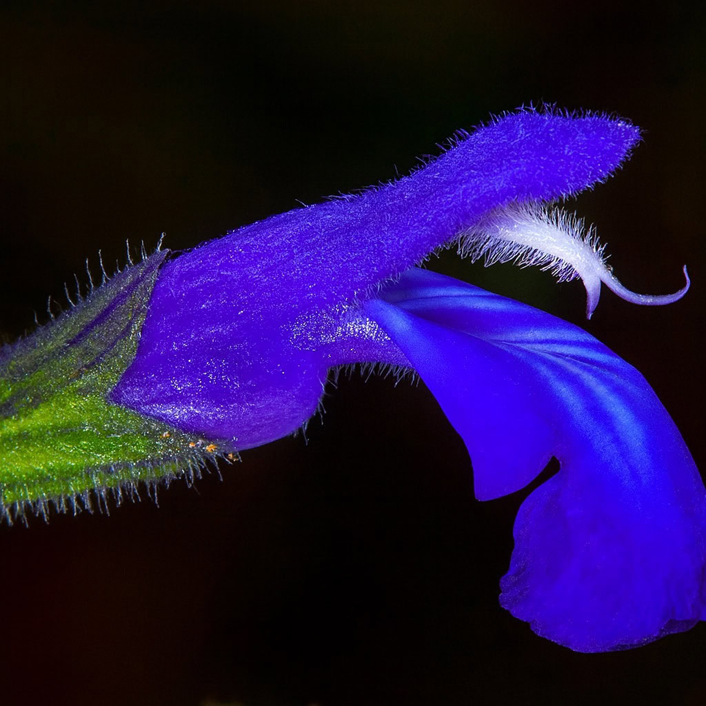 ourika blue sage