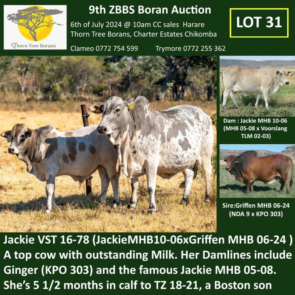 Lot 31