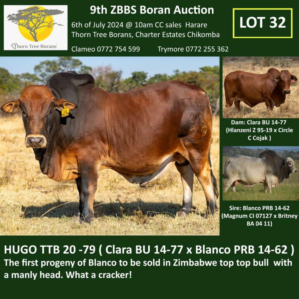 Lot 32