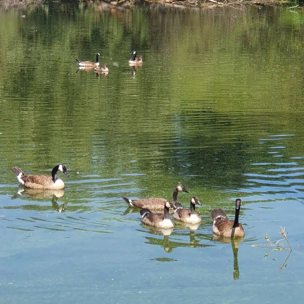 Mönchbruchweiher bei Mörfelden Walldorf