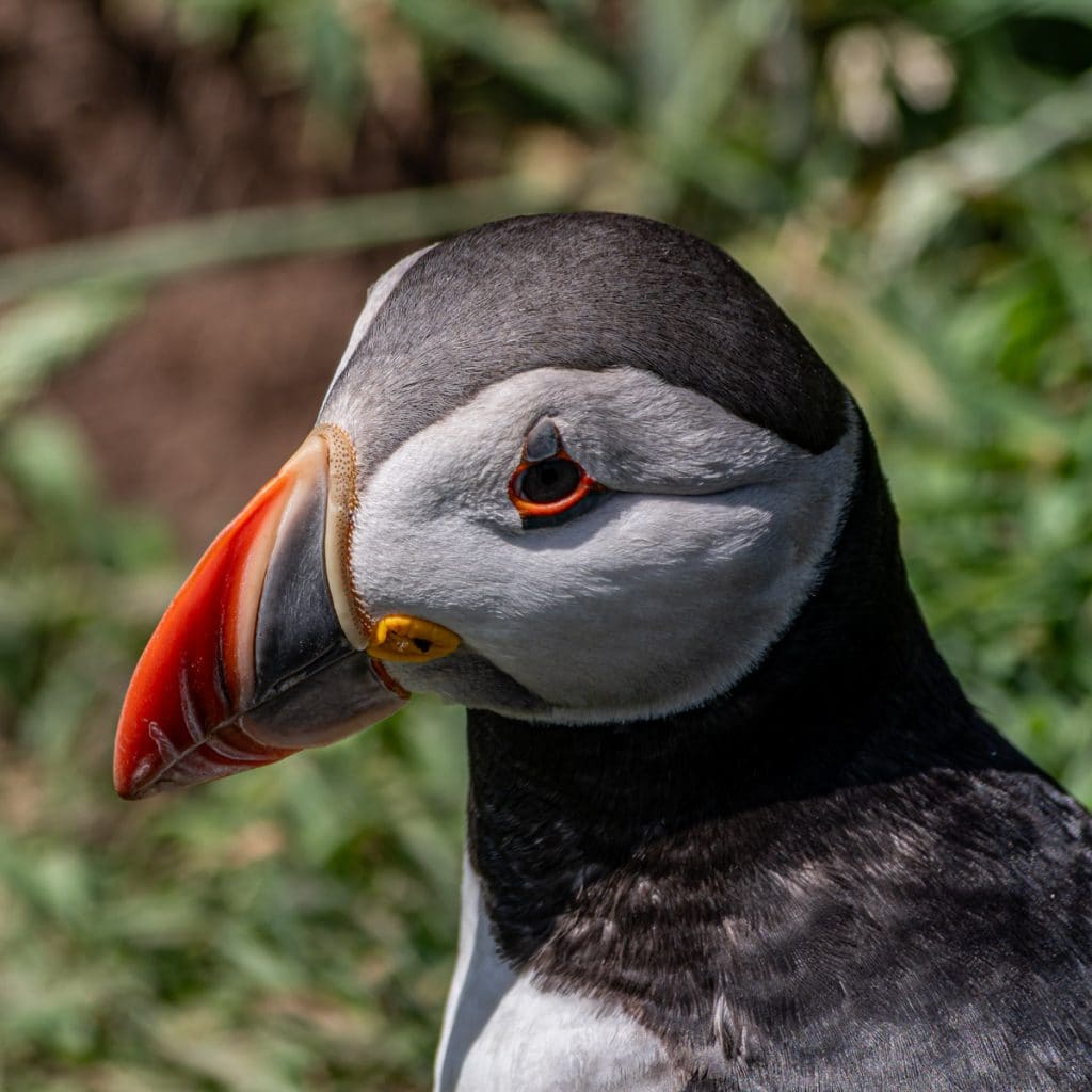 Close-up of a puffin with a vibrant orange beak, set against green foliage, overlaid with 'Skomer After Hours'—link to EJC Photography's wildlife photography from Skomer Island.
