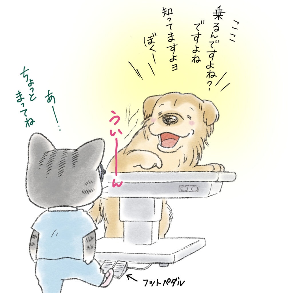 診察台に自分から乗ろうとするゴールデンレトリーバー