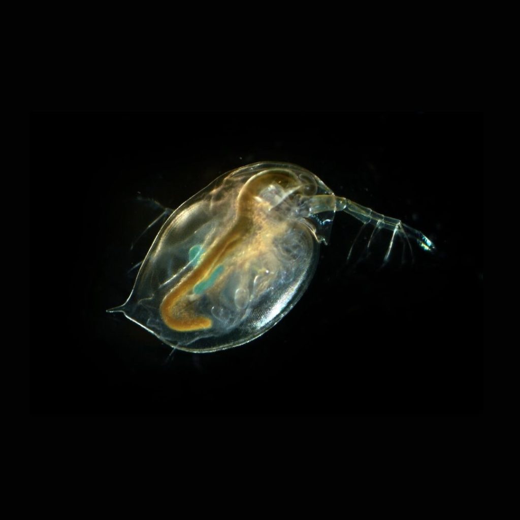 Techniques de microscopie Meilleurs Microscopes — free download