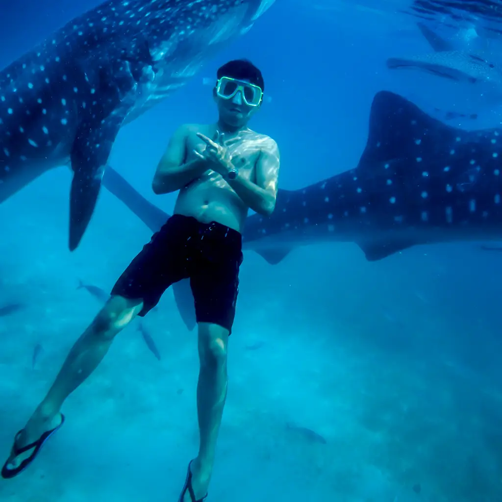 An underwater photo of someone snorkeling with the Whale Sharks in Donsol, Philippines.