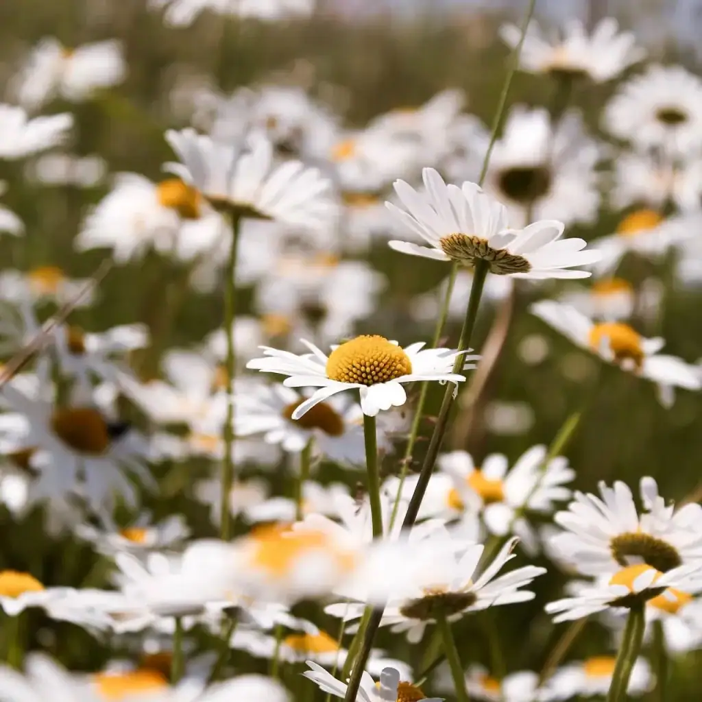 Frische Blüte der Echten Kamille mit weißen Blütenblättern und gelber Mitte in der Natur.