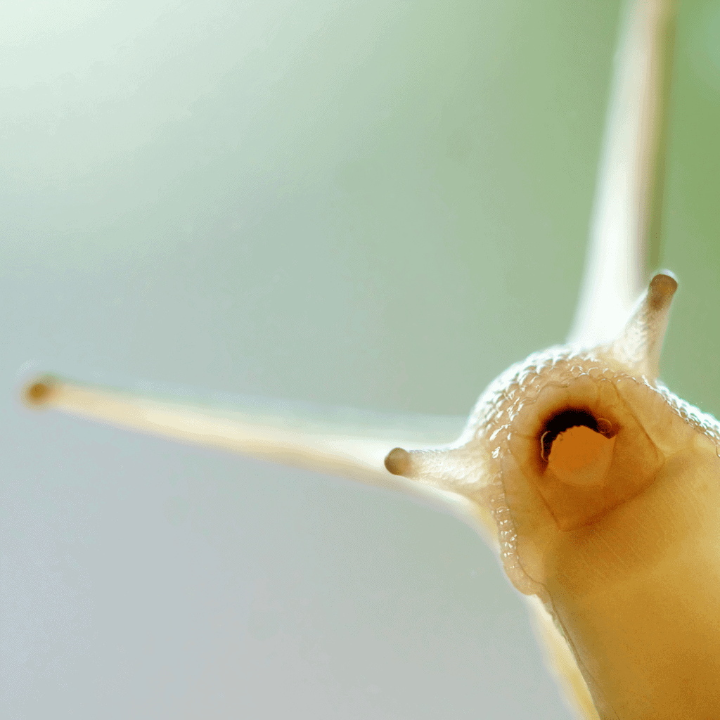 Image illustrates a garden snail.