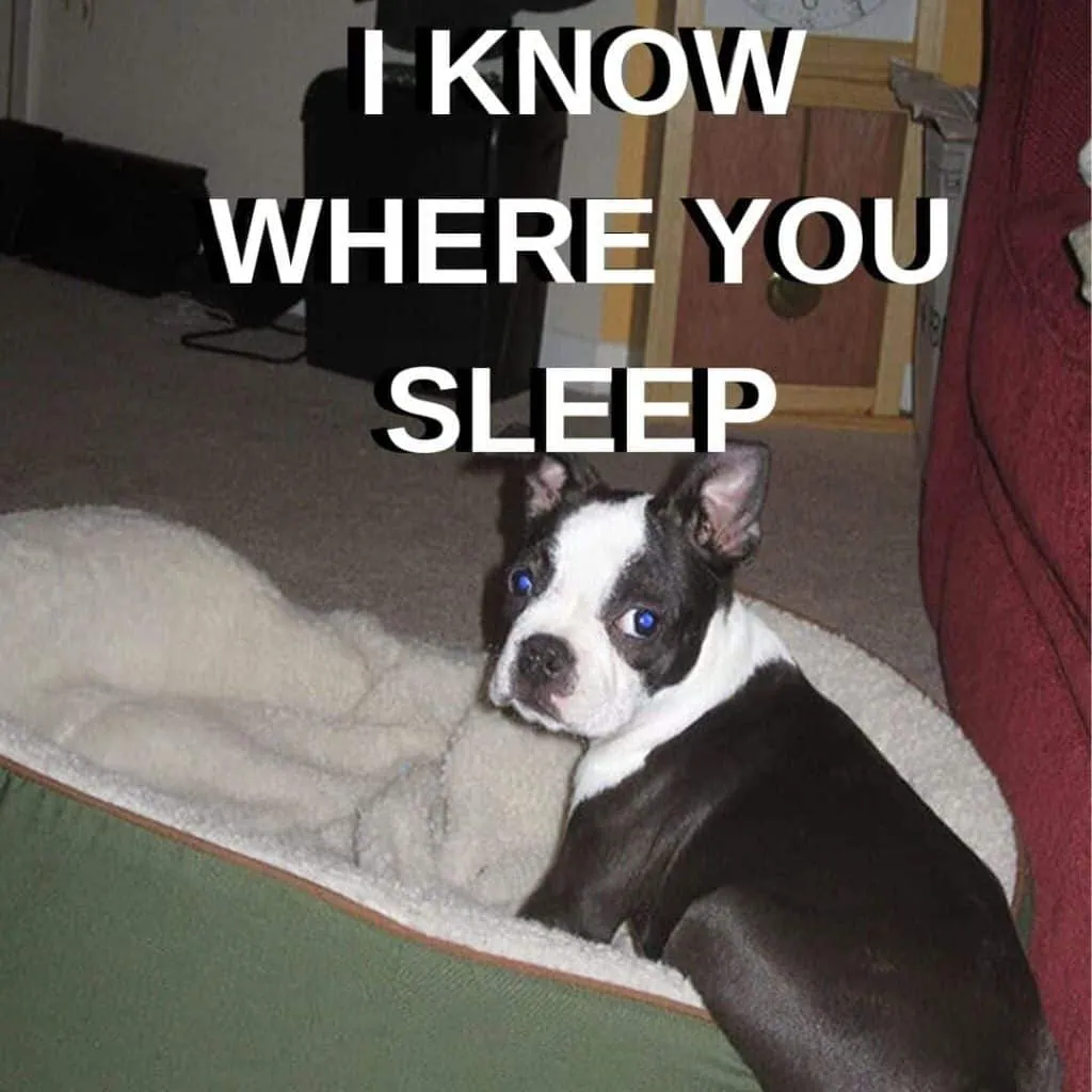 Boston Terrier Meme. Bella as a puppy.