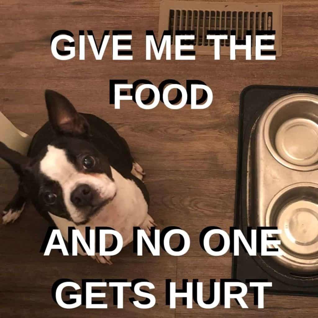 Boston Terrier Meme. Bella getting ready to eat dinner.