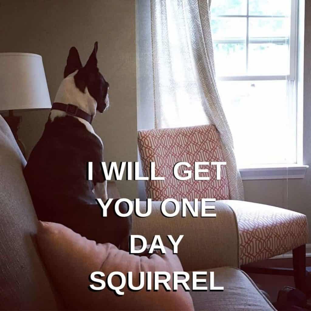 Boston Terrier Meme. Bella looking out the window.