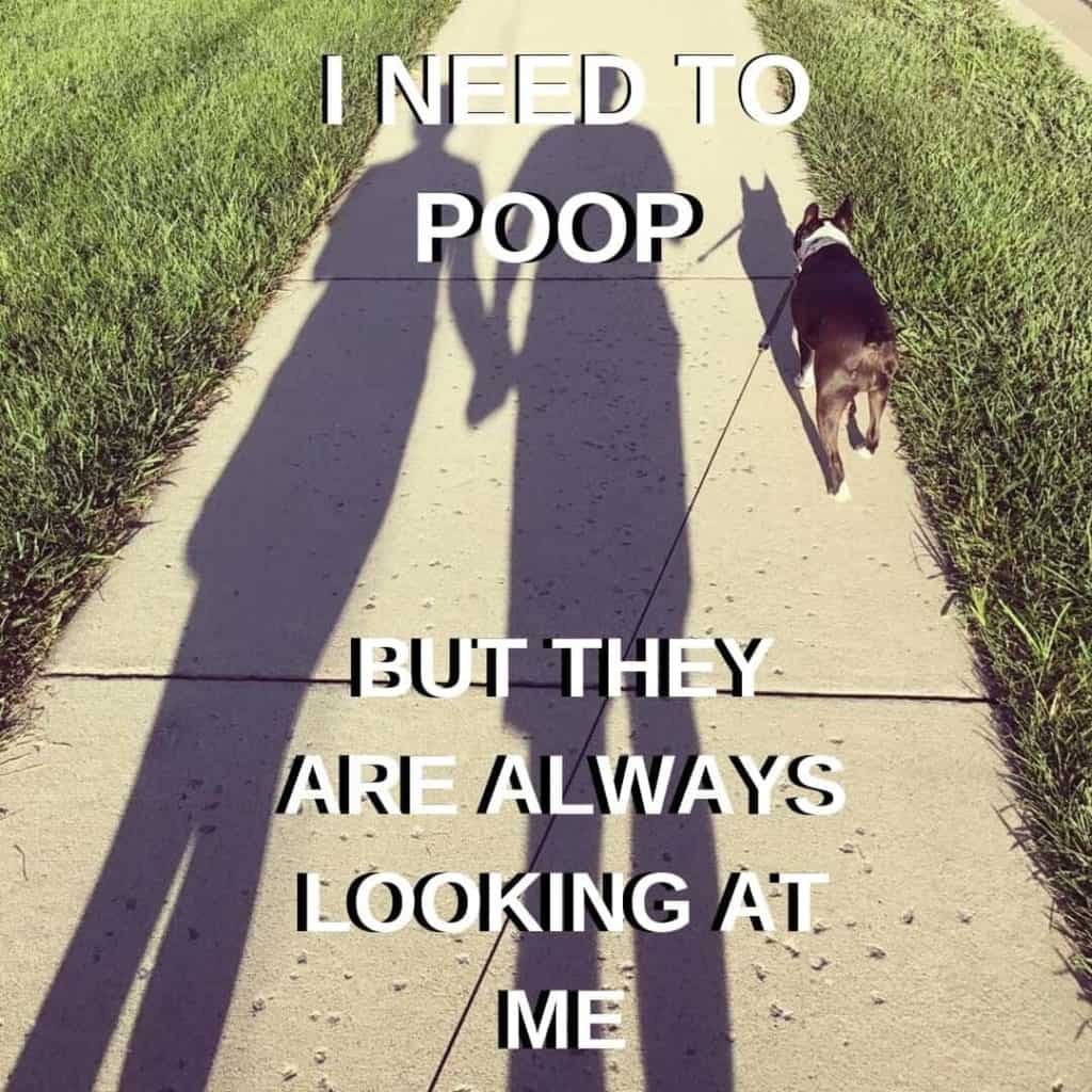 Boston Terrier Meme. Bella and us going on a walk.