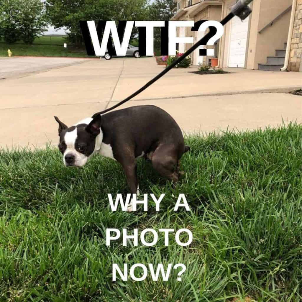 Boston Terrier Meme. Bella taking a poop.