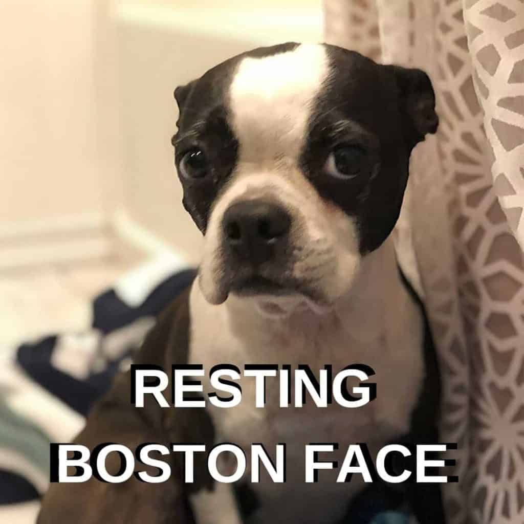 Boston Terrier Meme. Bella the Boston Terrier.