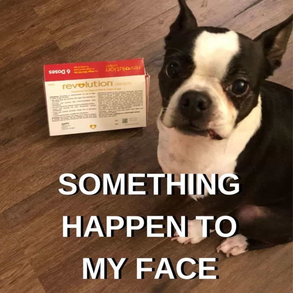 Boston Terrier Meme. Bella next to her medication.