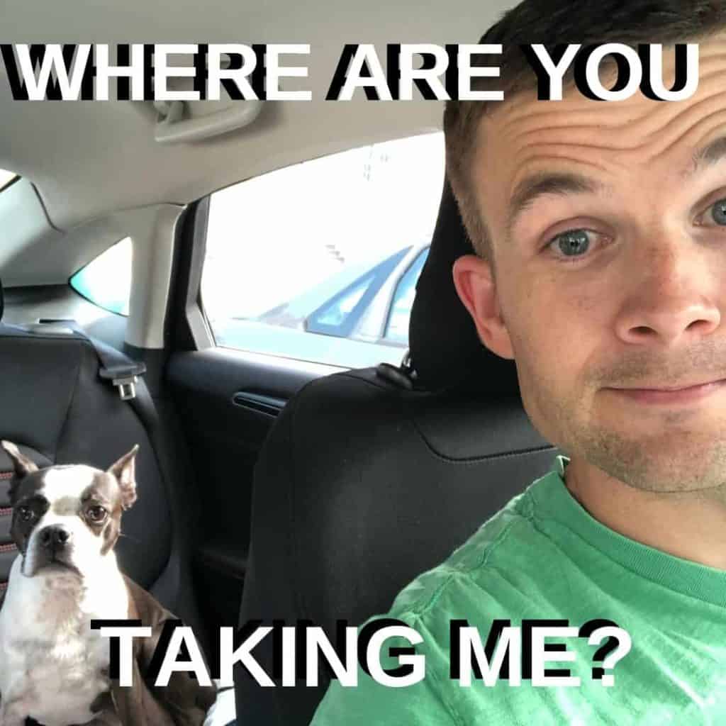 Boston Terrier Meme. Bella and Donnie going on a car ride.