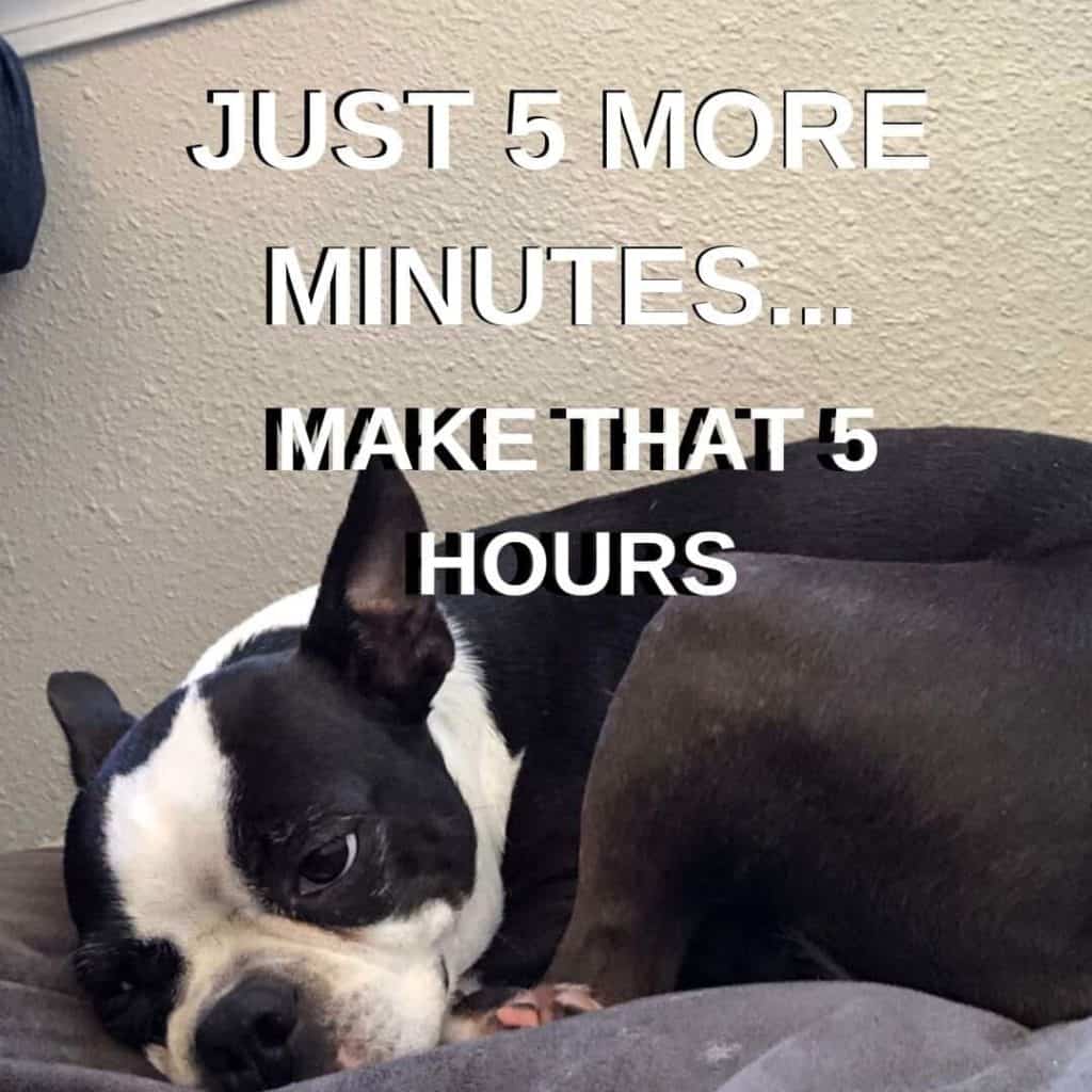 Boston Terrier Meme. Bella wanting to take a nap.