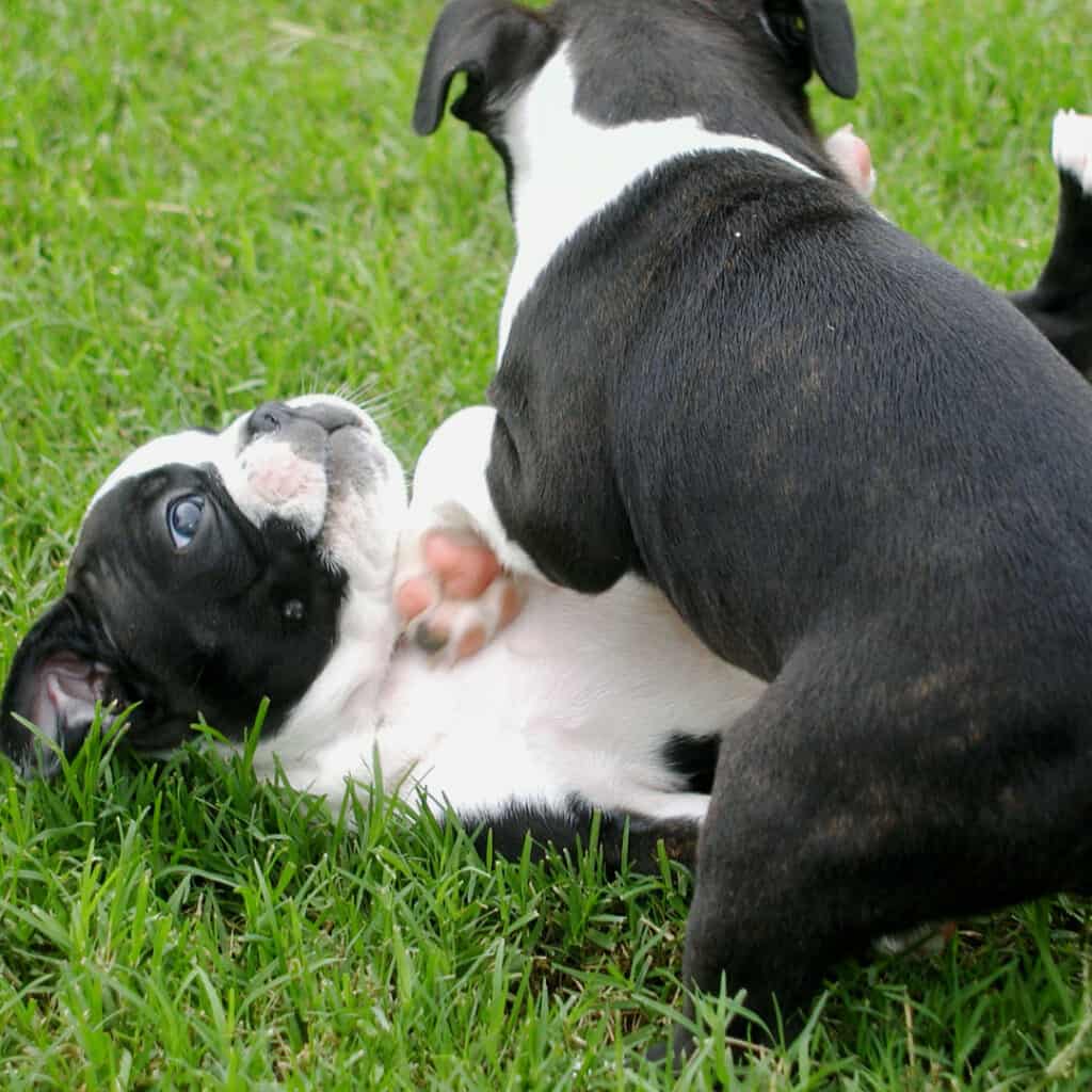 Two Boston terrier puppies playing