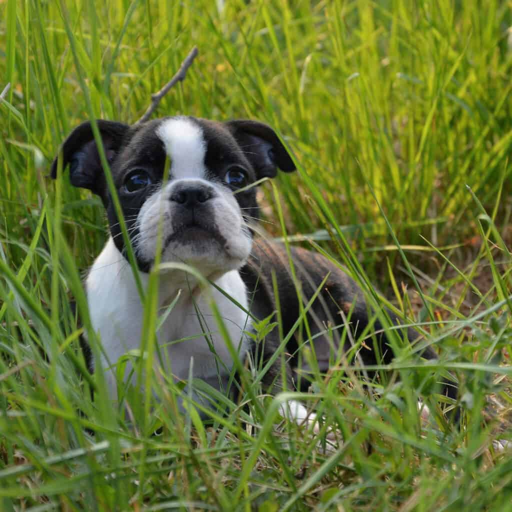 Boston terrier puppy hiding in the grass