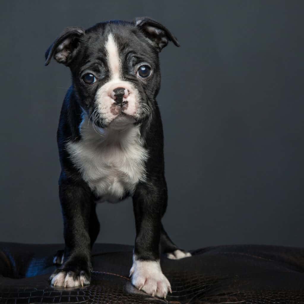 Boston terrier puppy staring at the photographer