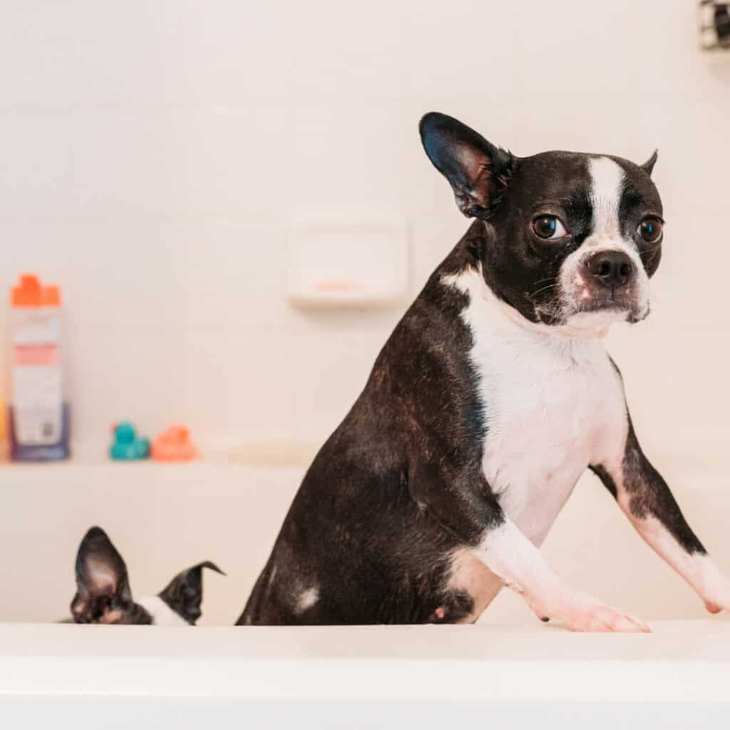 Boston terrier mom and puppy taking a bath