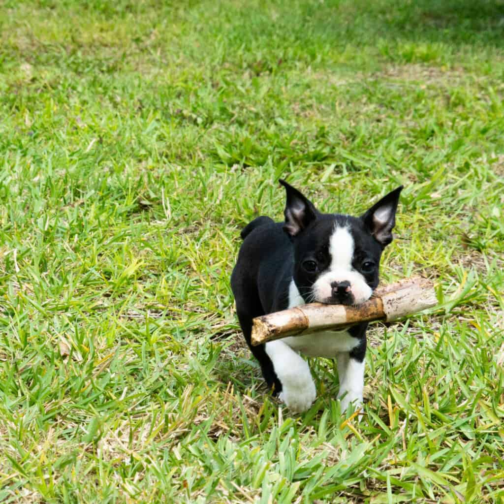 Boston terrier puppy holding stick