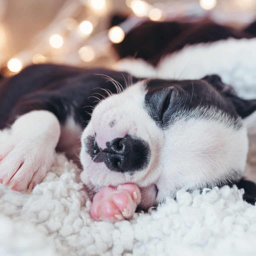 Boston terrier puppy sleeping