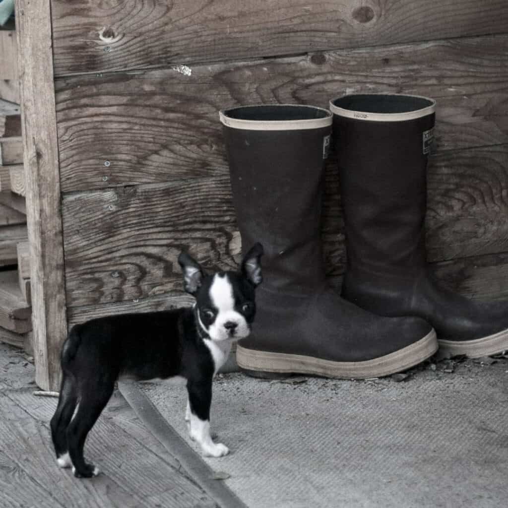 Boston terrier puppy next to boots