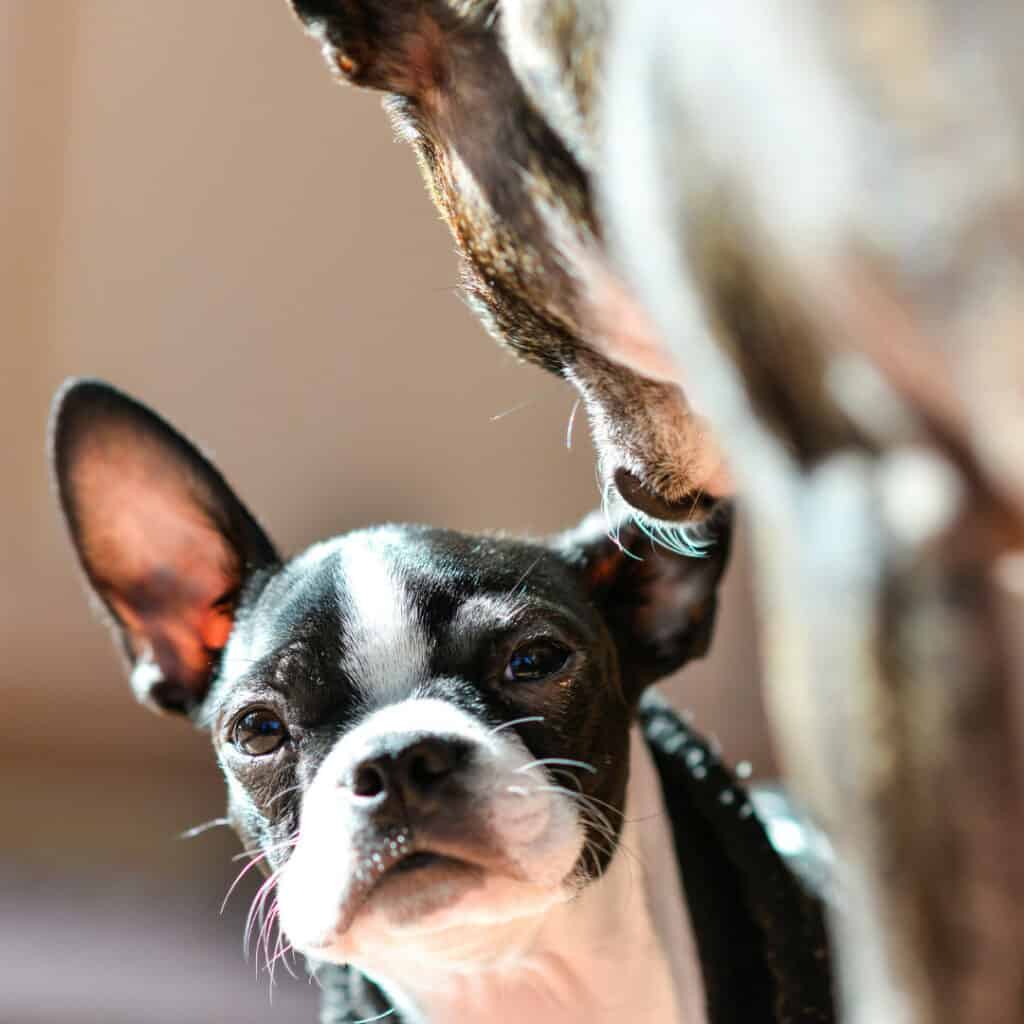 Boston terrier mom caring for puppy