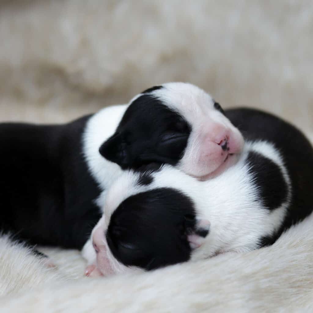 Two cute baby Boston terrier puppies