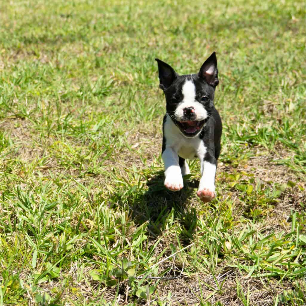 Running Boston terrier puppy