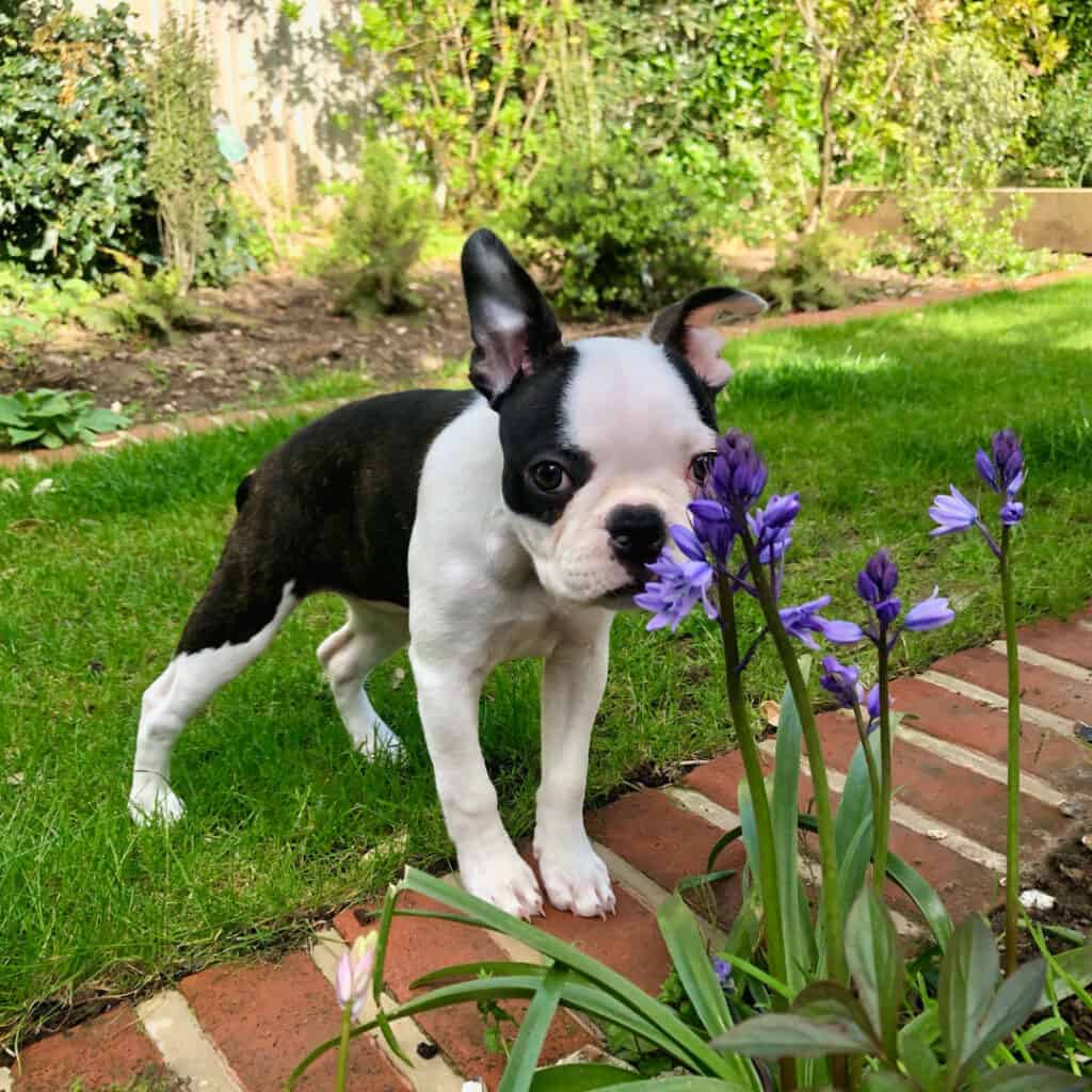 Boston terrier puppy smelling the flowers