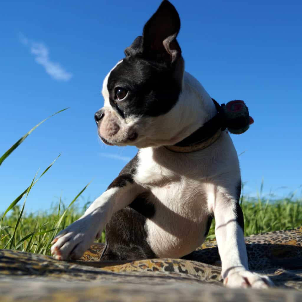 Boston terrier puppy girl posing for a photo