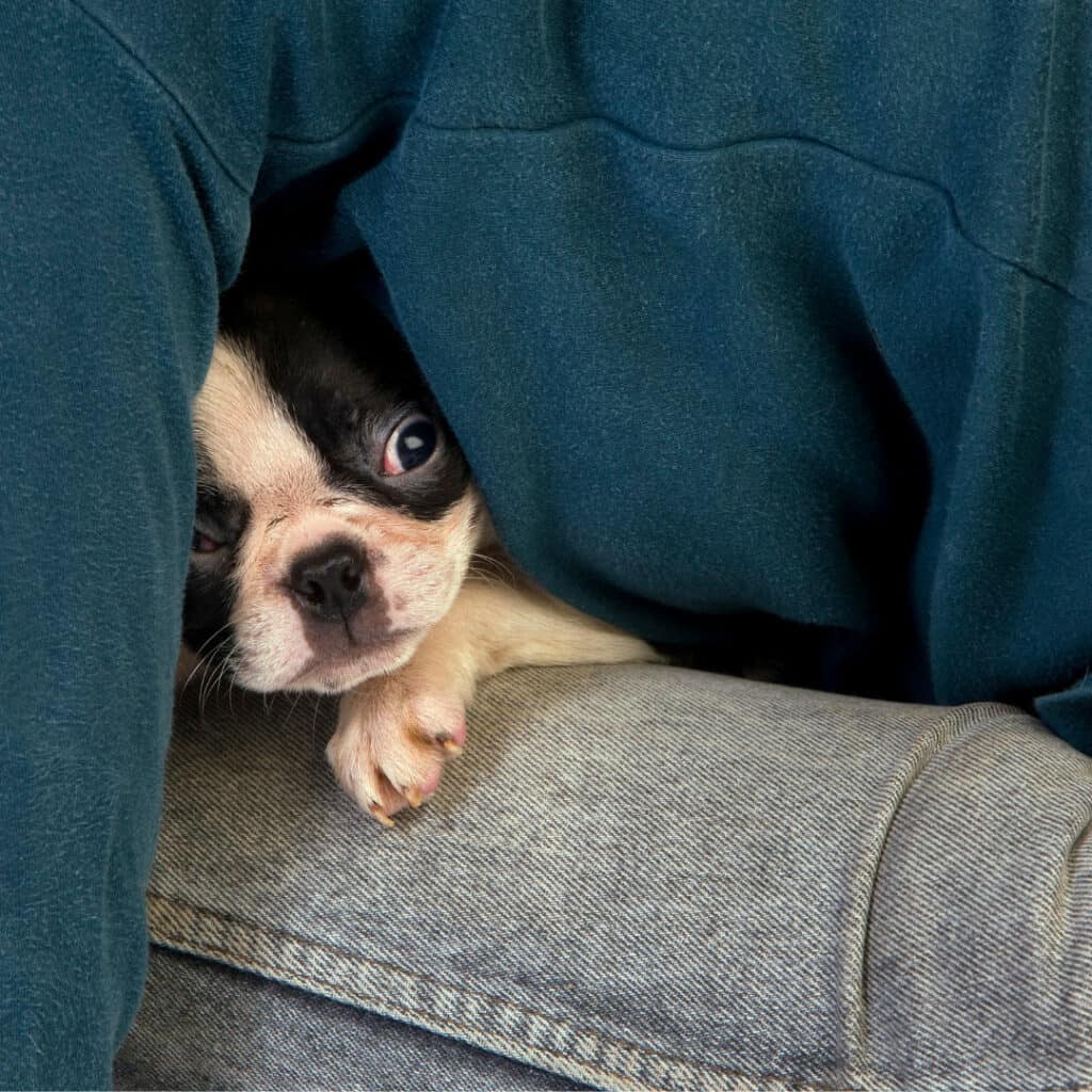 Boston terrier puppy stuck in human parents bending over