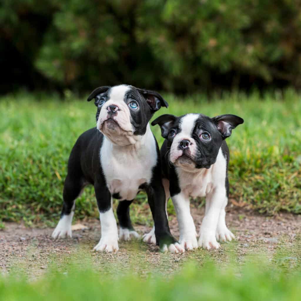 Two Boston terrier puppies looking up