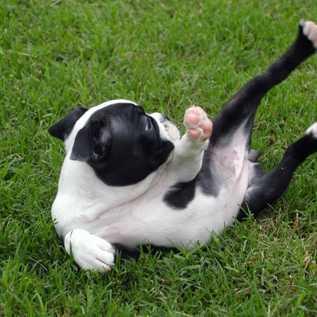 Boston terrier puppy falling over