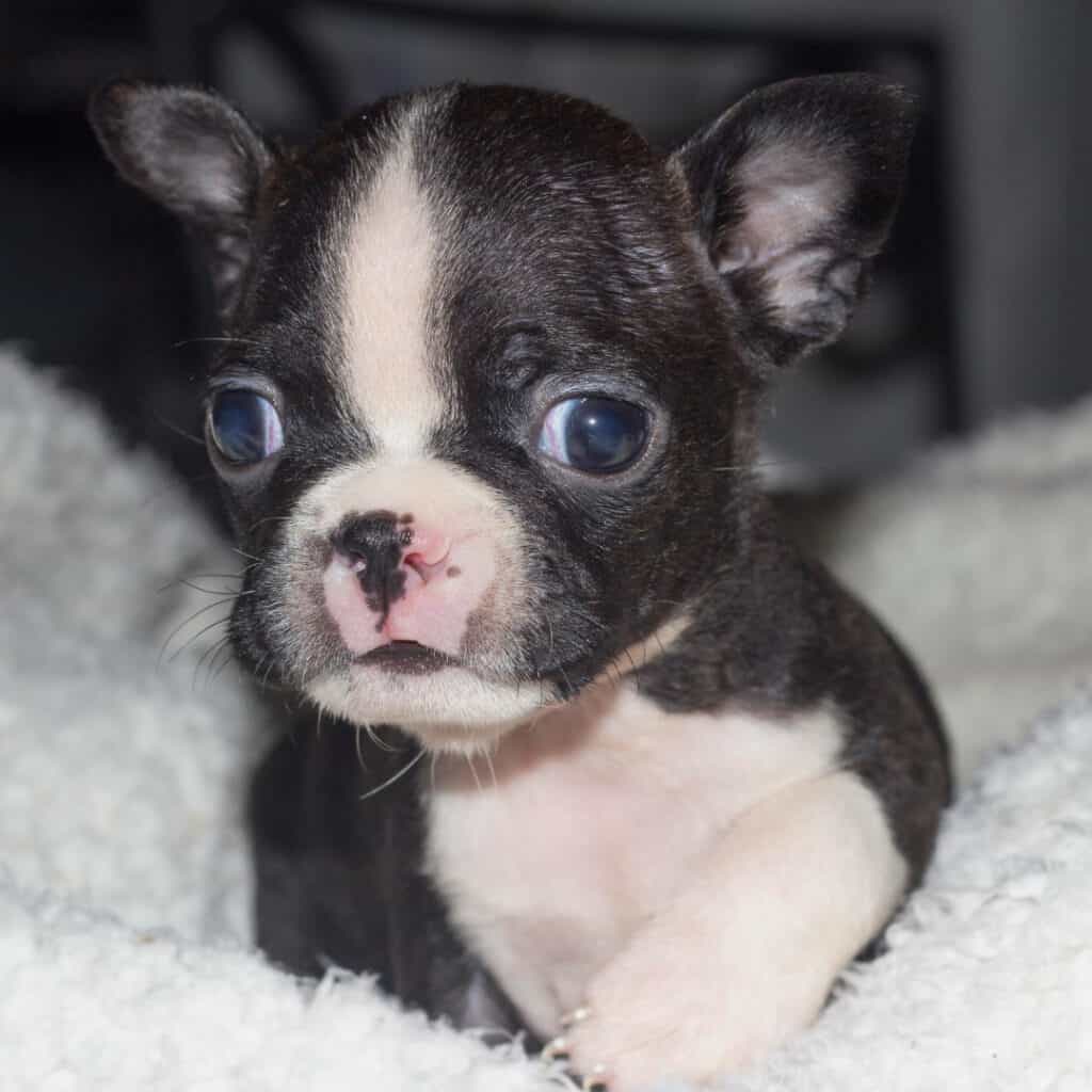 One cute Boston terrier puppy