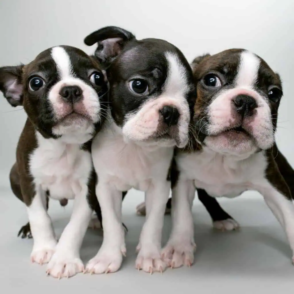 Three adorable Boston terrier puppies