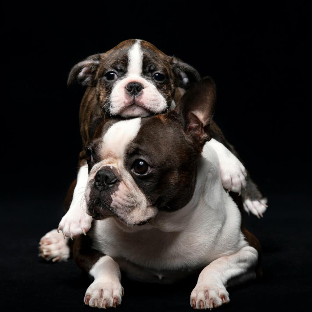 Boston terrier mom and baby