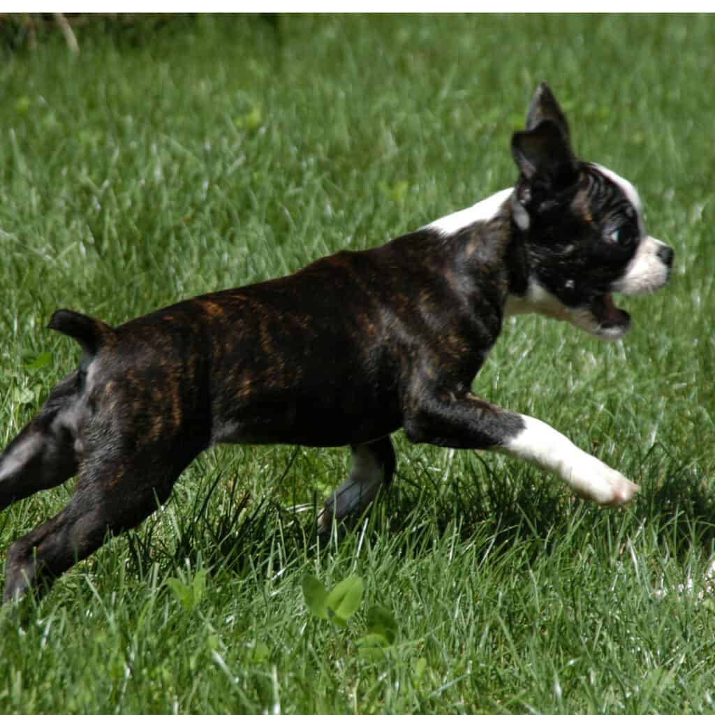 A determined Boston terrier puppy