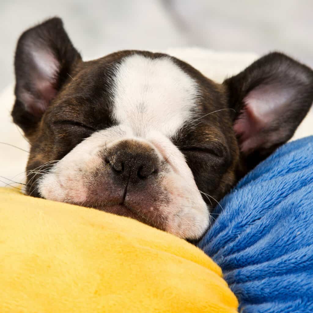 Boston terrier puppy sleeping