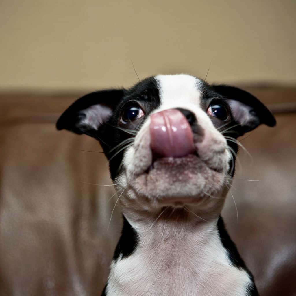 Boston terrier puppy licking its face