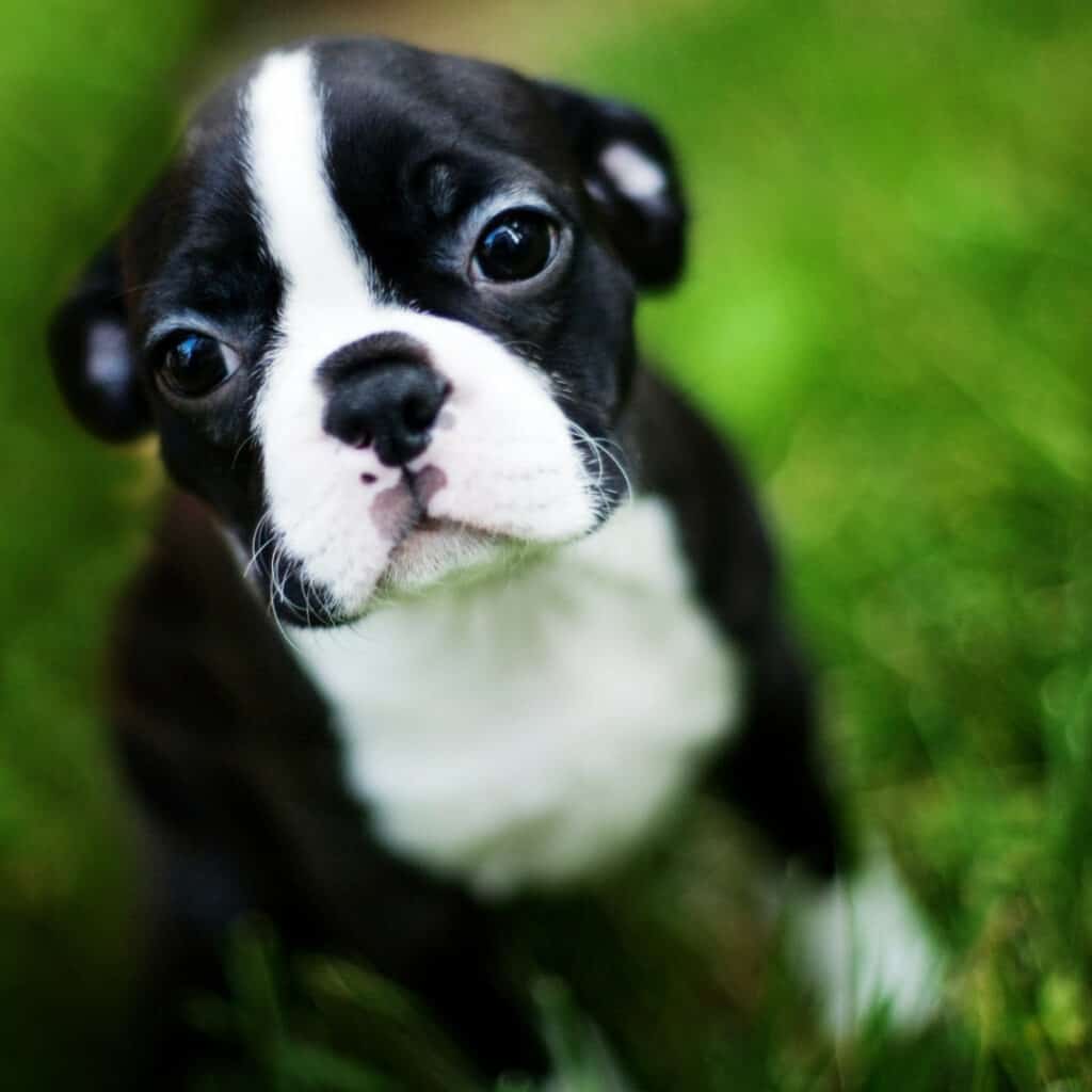 Boston terrier puppy looking scared