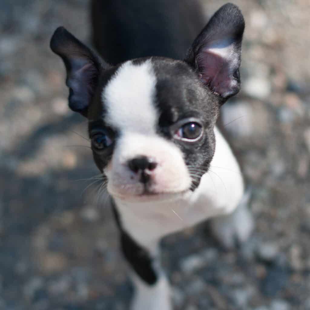 Boston terrier puppy posing for the camera