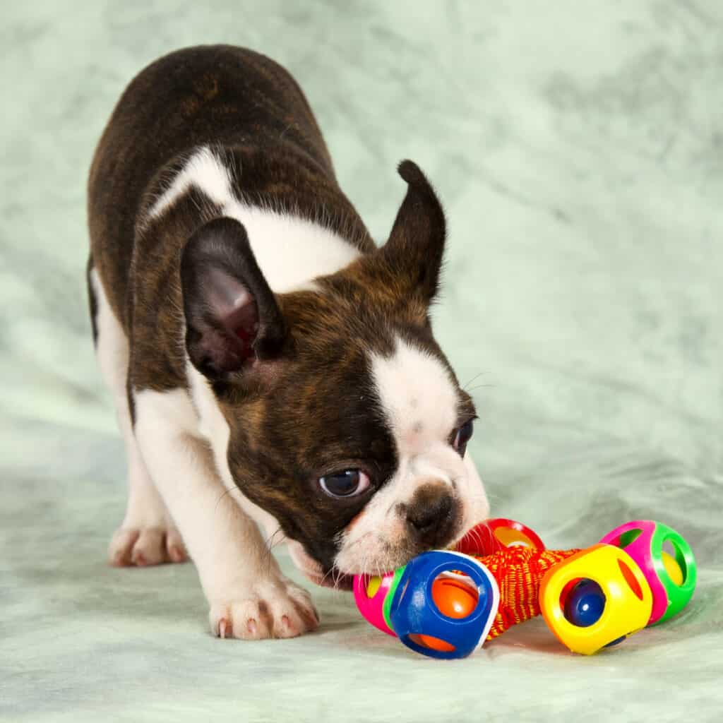 Boston terrier puppy playing with toy