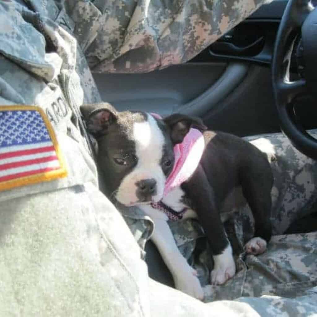 Boston Terrier Puppy with Soldier