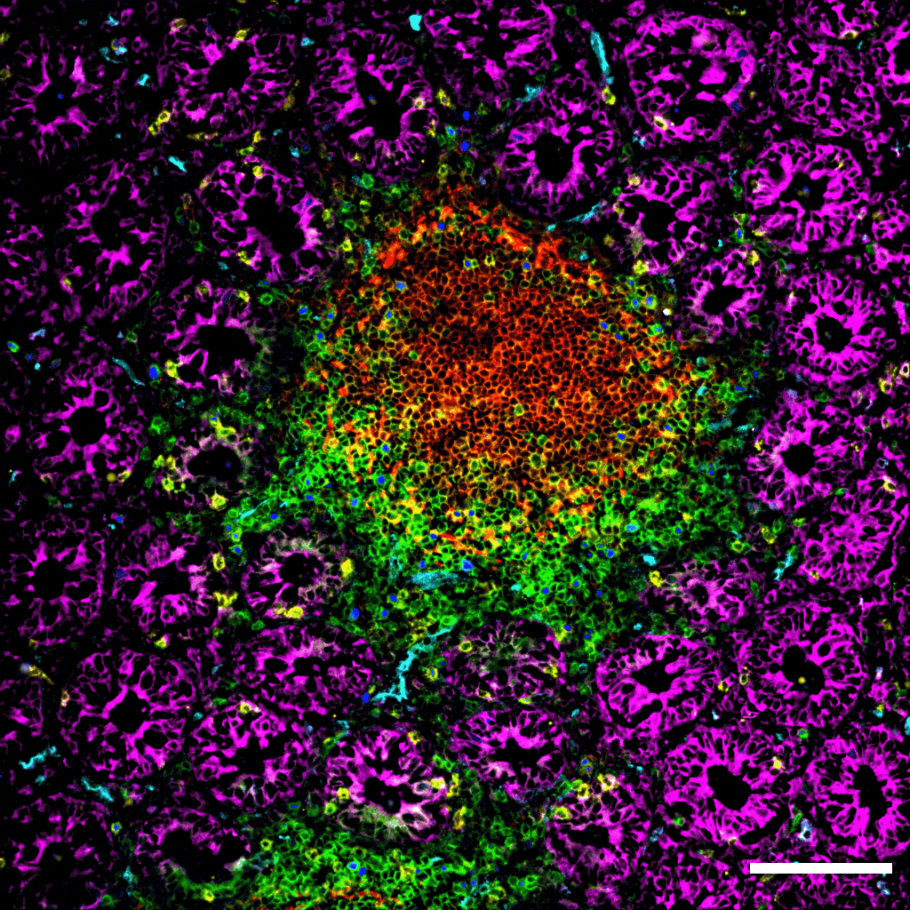 Dekorationsbild einer Zell- und Gewebestruktur unter einem Mikroskop